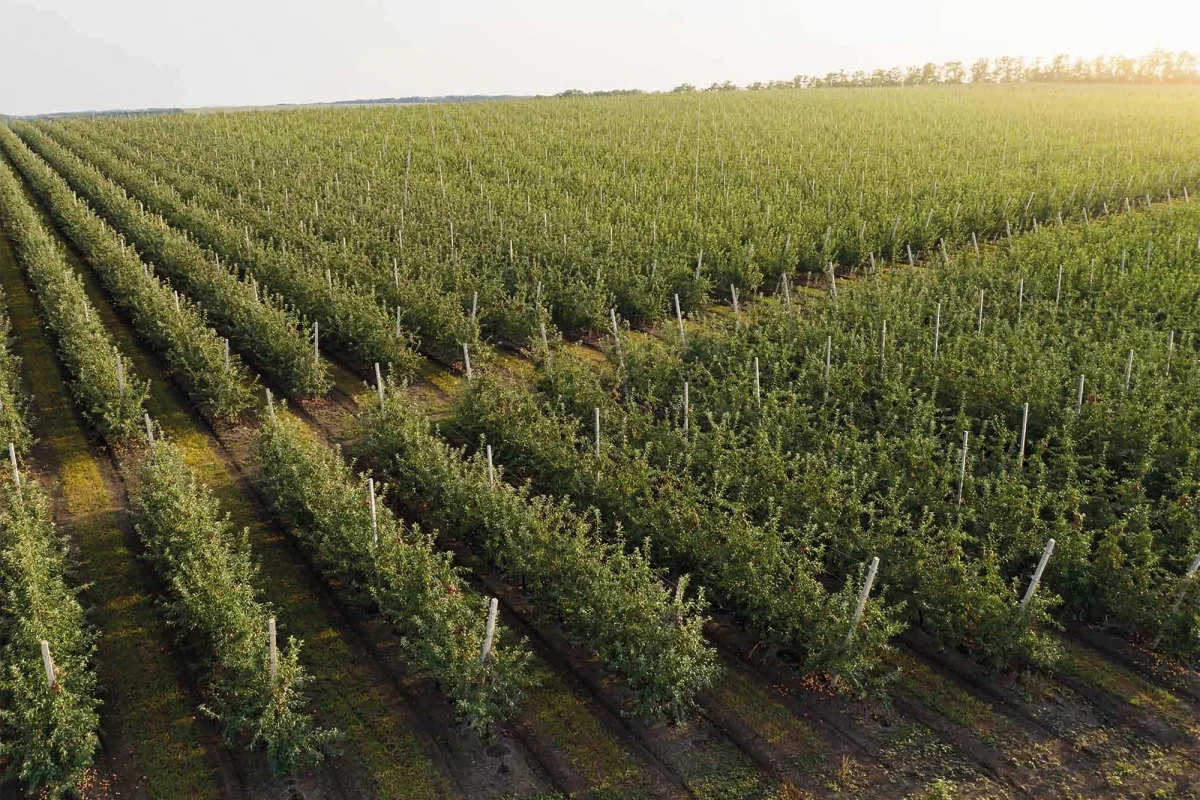 Copertina impianti comavit pali per vigneti e frutteti - Comavit