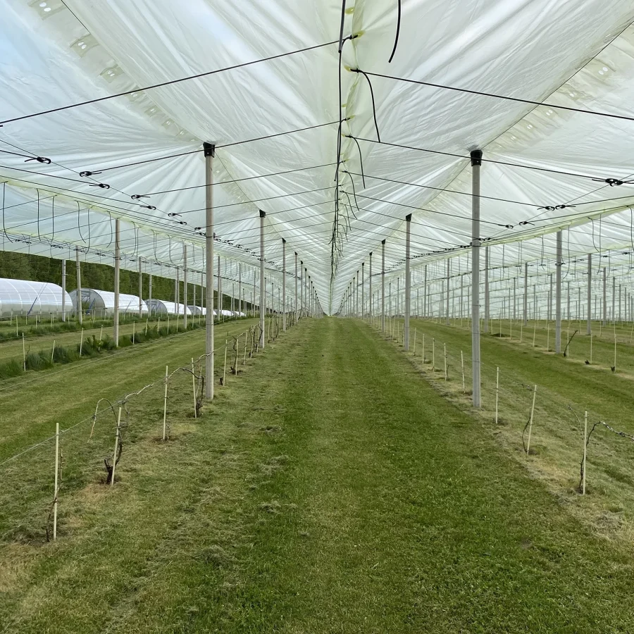 Antipioggia su vigneto 2 comavit pali per vigneti e frutteti - Comavit