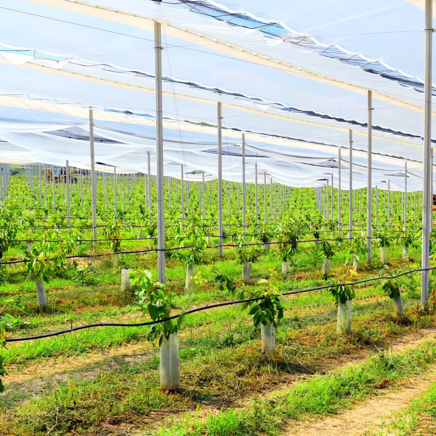 Doppio strato 3 comavit pali per vigneti e frutteti - Comavit