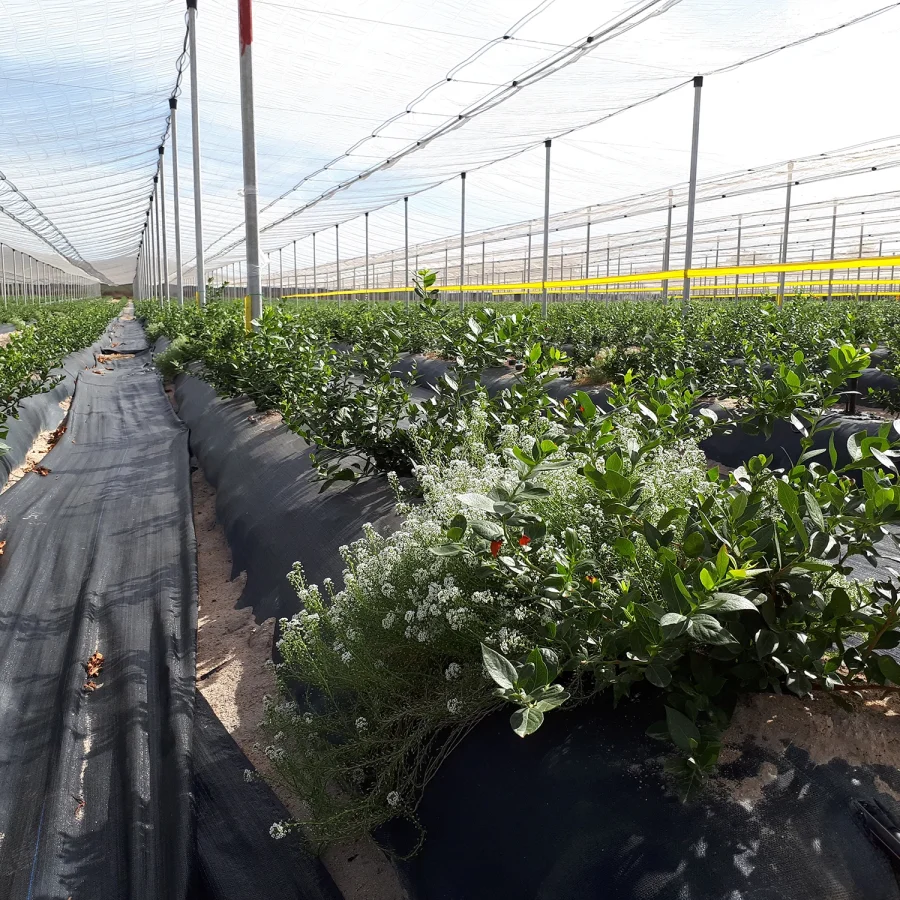 Sistema a v antigrandine 4 comavit pali per vigneti e frutteti - Comavit