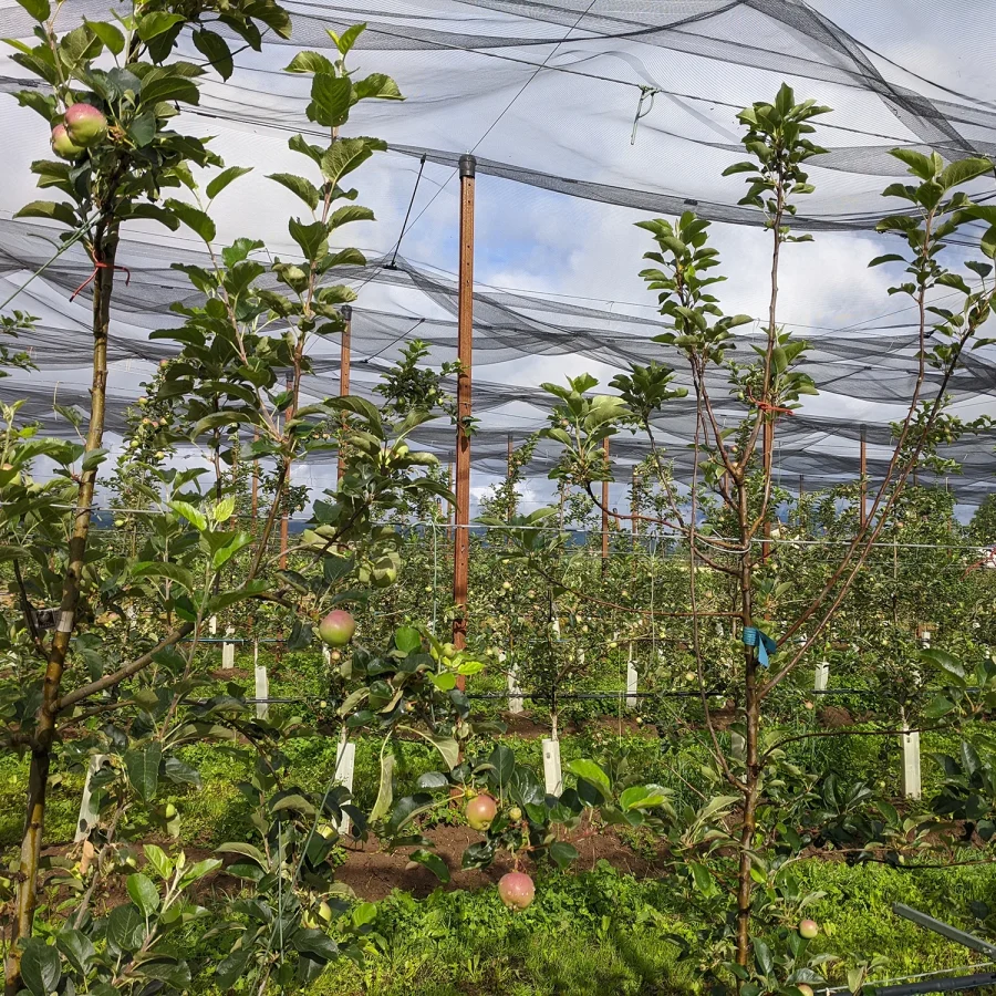 Sistema ad elastici per melo 2 comavit pali per vigneti e frutteti - Comavit