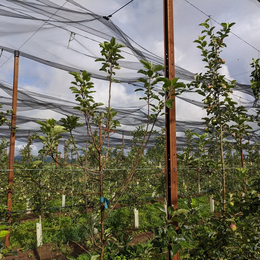 Sistema ad elastici per melo 4 comavit pali per vigneti e frutteti - Comavit