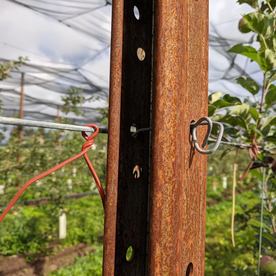 Sistema ad elastici per melo comavit pali per vigneti e frutteti - Comavit