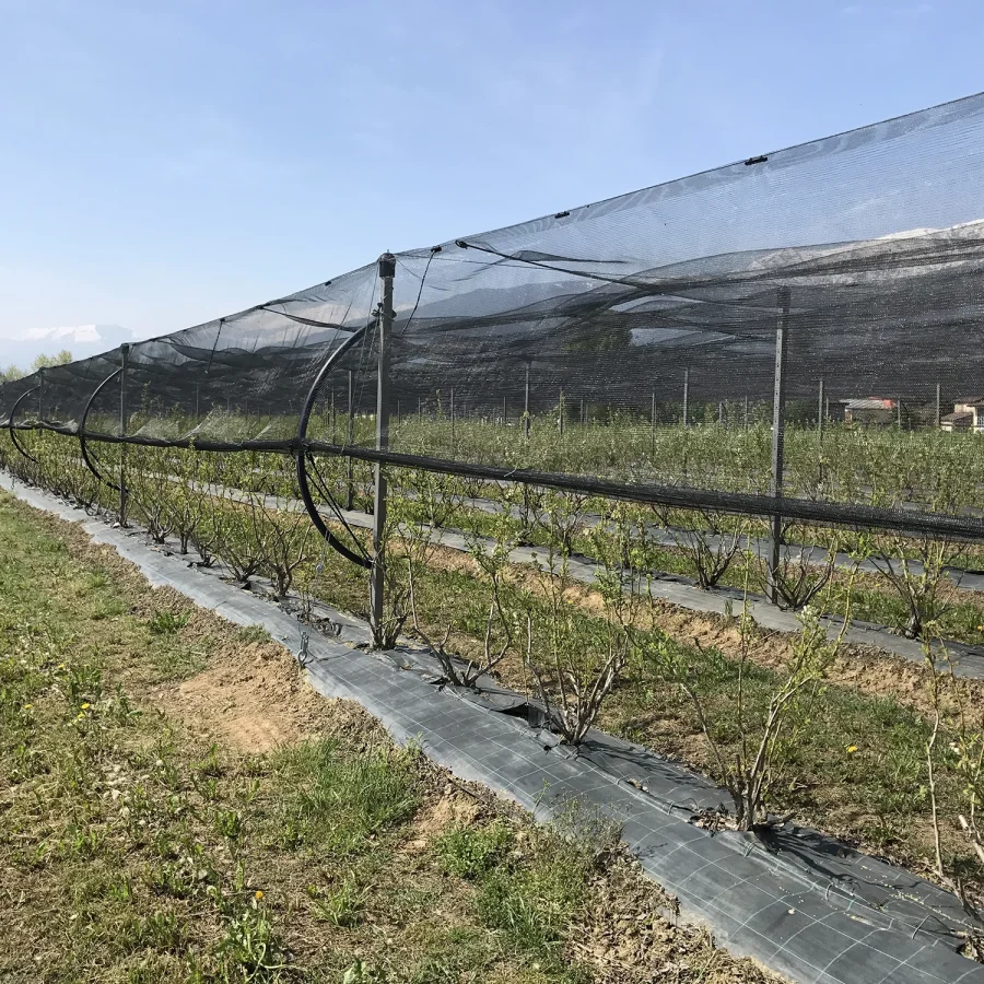 Sistema ad elastici per mirtilli 2 comavit pali per vigneti e frutteti - Comavit