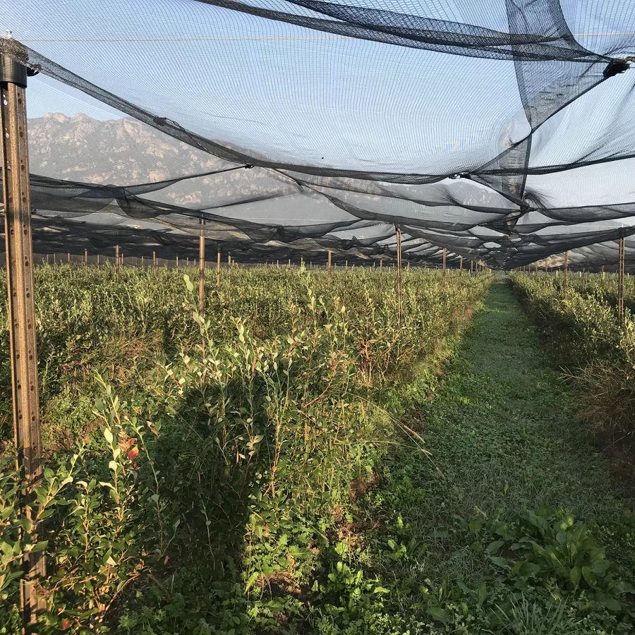 Sistema ad elastici per mirtilli 3 comavit pali per vigneti e frutteti - Comavit