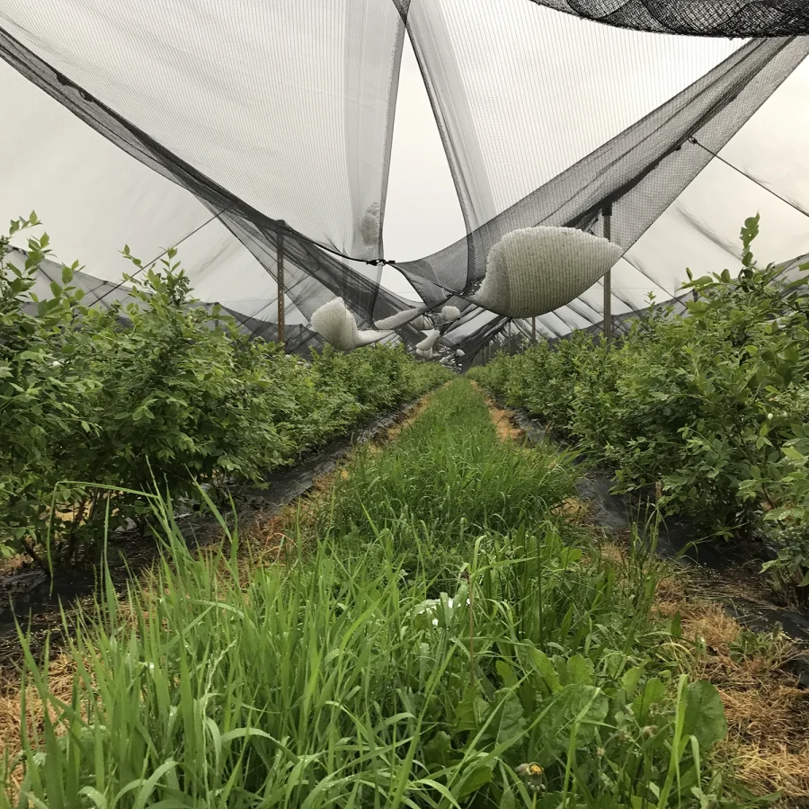 Sistema ad elastici per mirtilli 4 comavit pali per vigneti e frutteti - Comavit