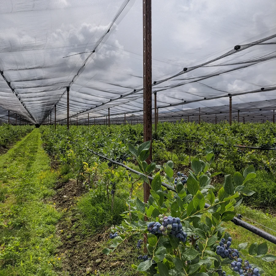 Sistema ad elastici per mirtilli comavit pali per vigneti e frutteti - Comavit