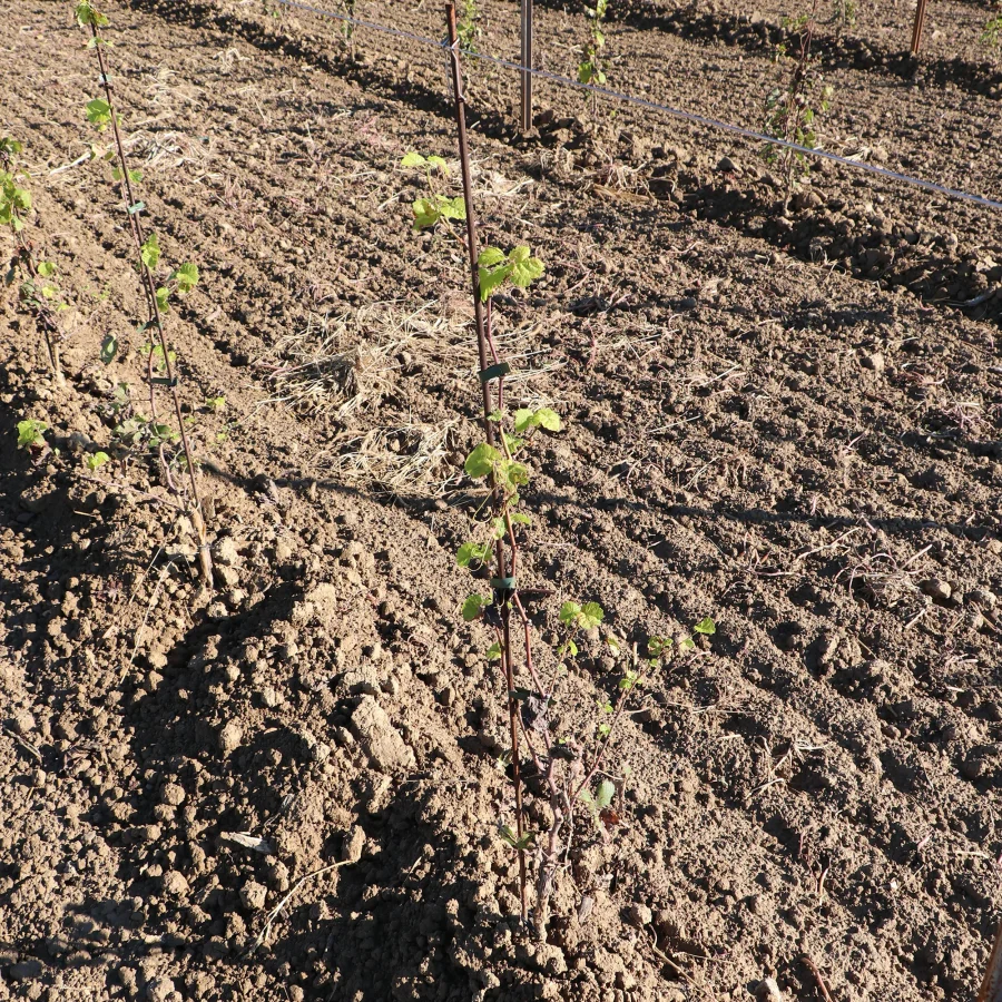 Spalliera con pali in corten 2 comavit pali per vigneti e frutteti - Comavit