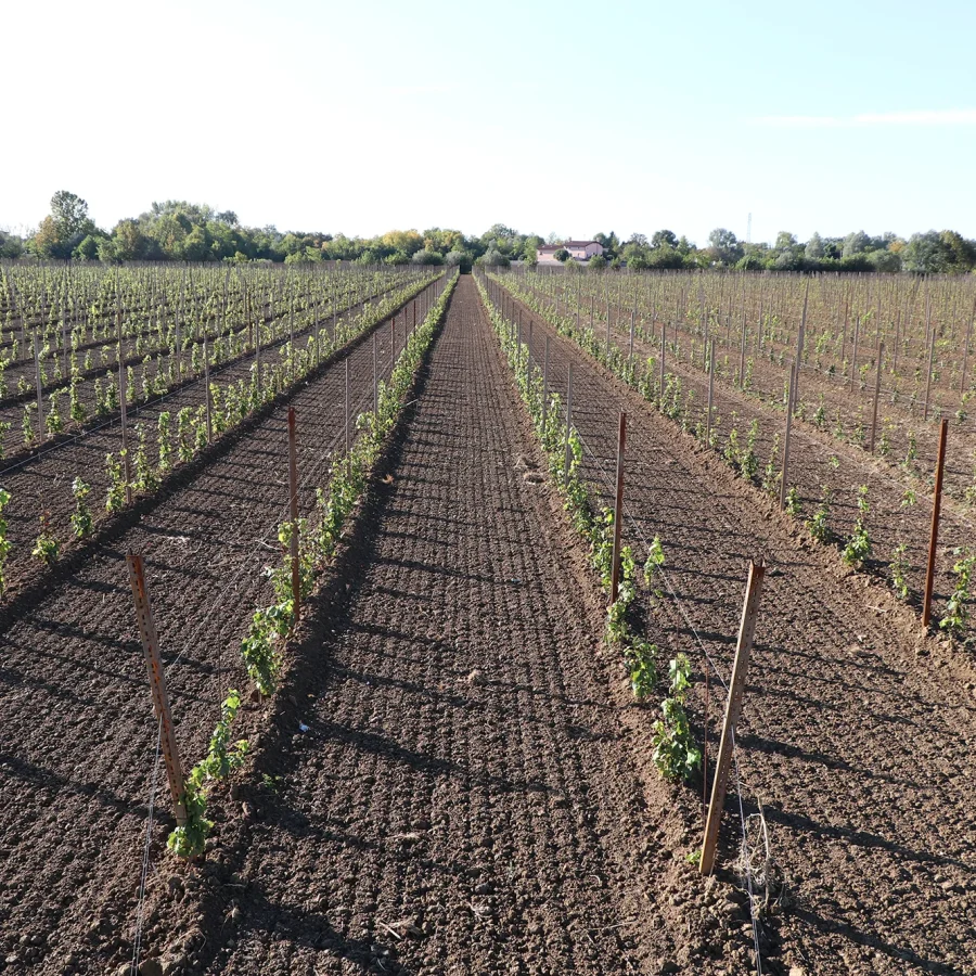 Spalliera con pali in corten 3 comavit pali per vigneti e frutteti - Comavit
