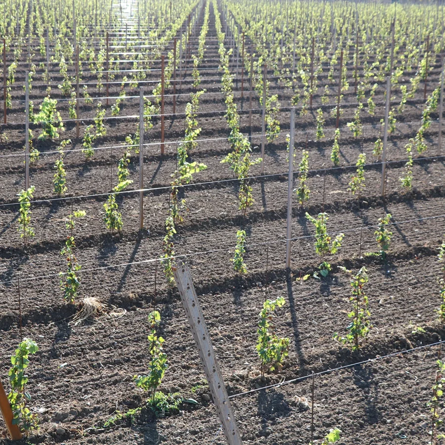 Spalliera con pali in corten comavit pali per vigneti e frutteti - Comavit