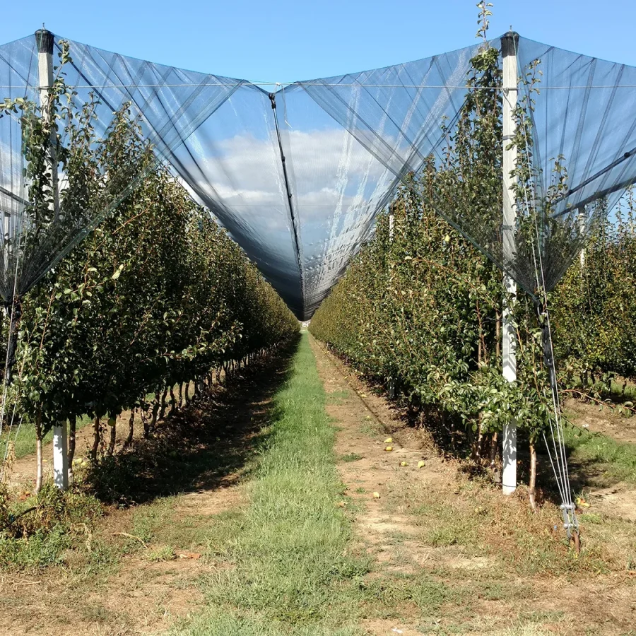 Struttura piana comavit pali per vigneti e frutteti - Comavit