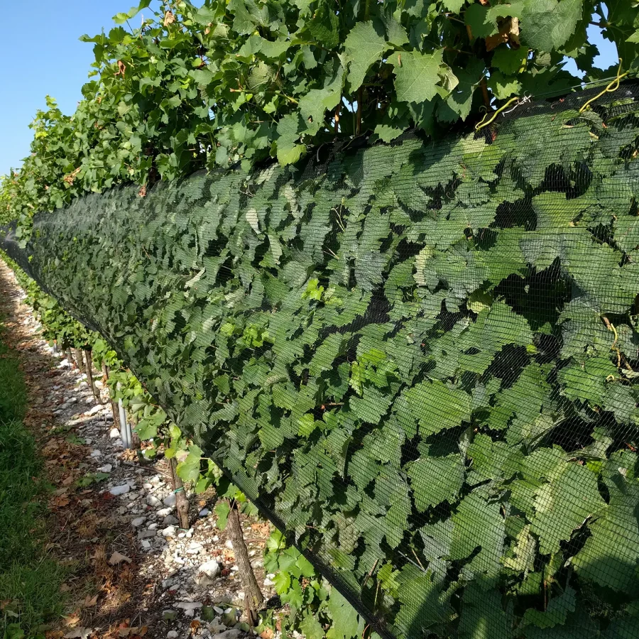 Vigneto a spalliera 2 comavit pali per vigneti e frutteti - Comavit