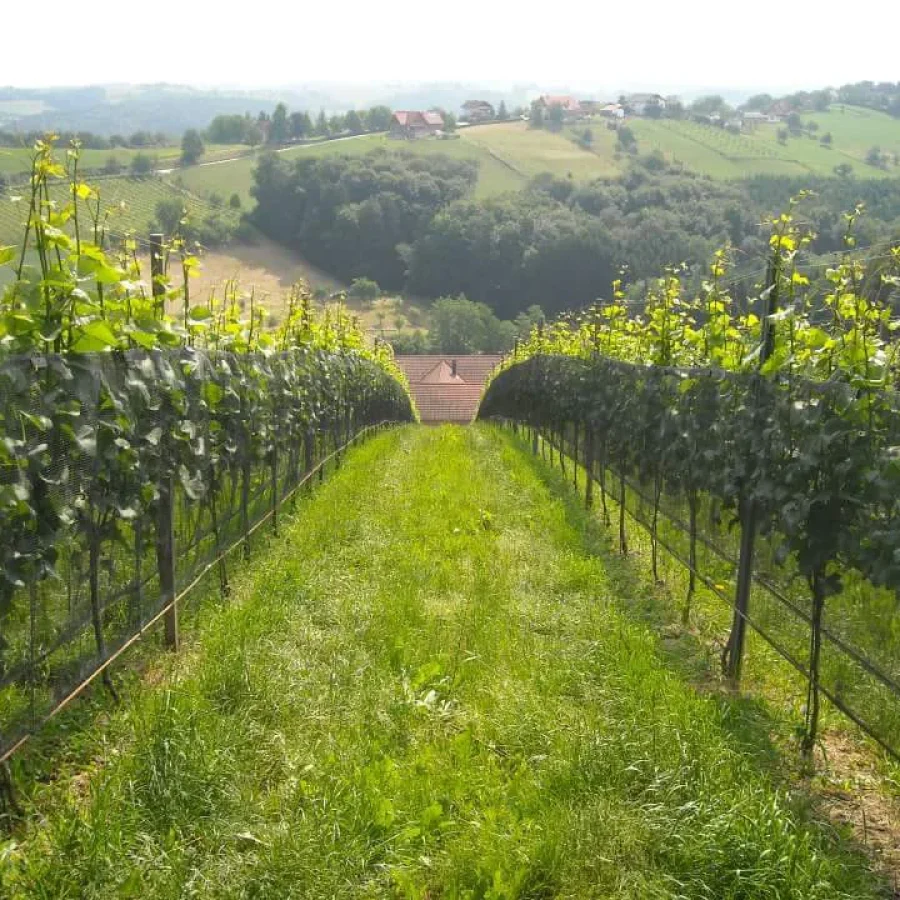 Vigneto a spalliera 3 comavit pali per vigneti e frutteti - Comavit
