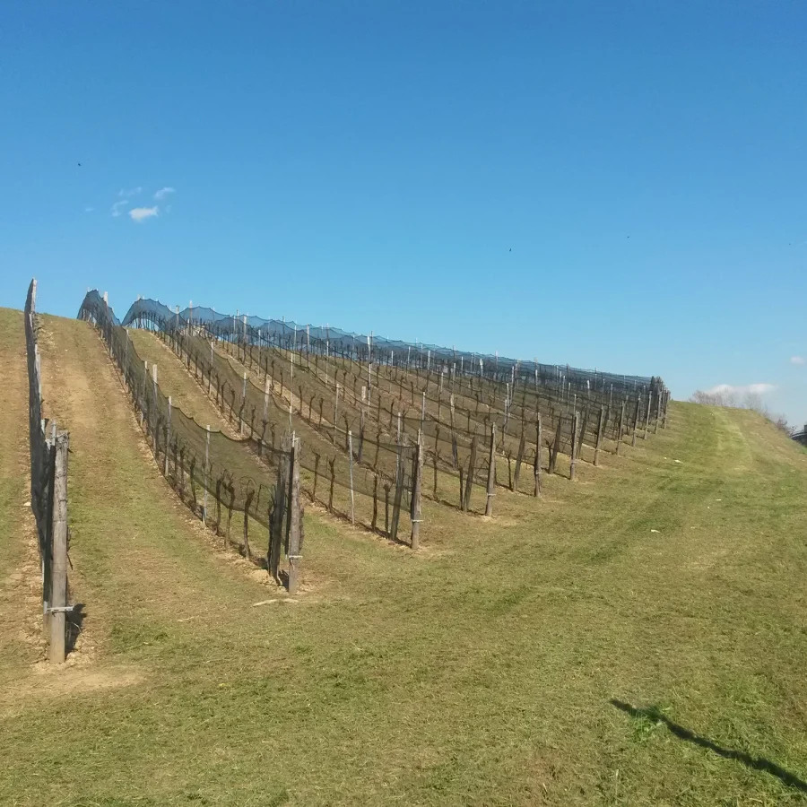 Vigneto a spalliera comavit pali per vigneti e frutteti - Comavit
