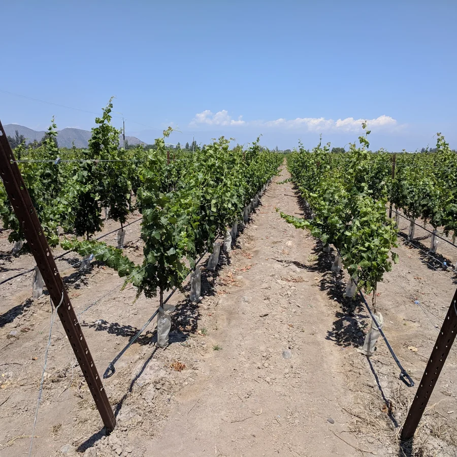 Vignwti pali corten 2 comavit pali per vigneti e frutteti - Comavit