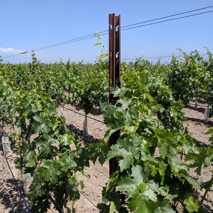 Vignwti pali corten 3 comavit pali per vigneti e frutteti - Comavit