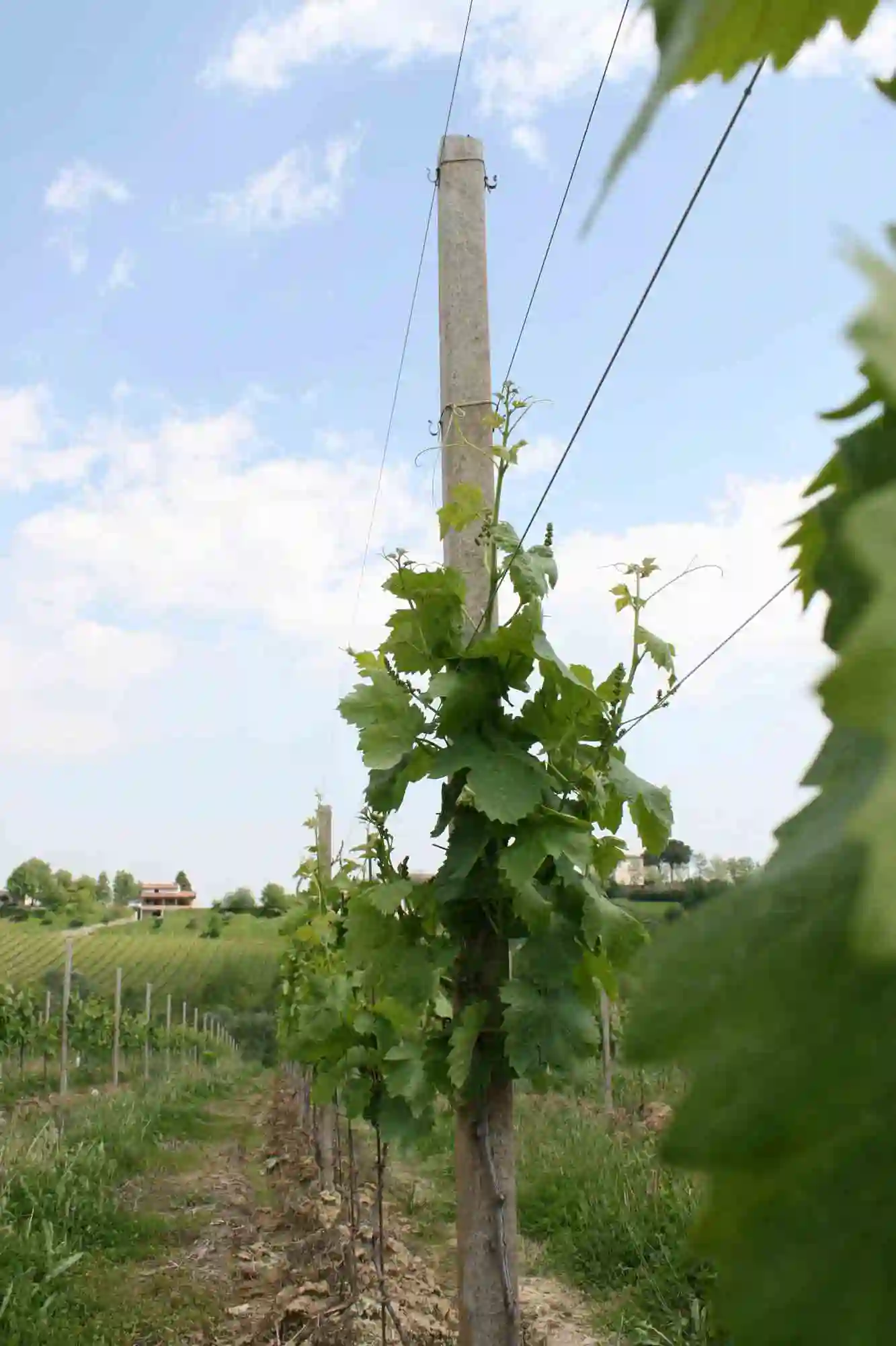 Gestionevegetazione ganciolegaturafiliprogressivi 03 - Comavit