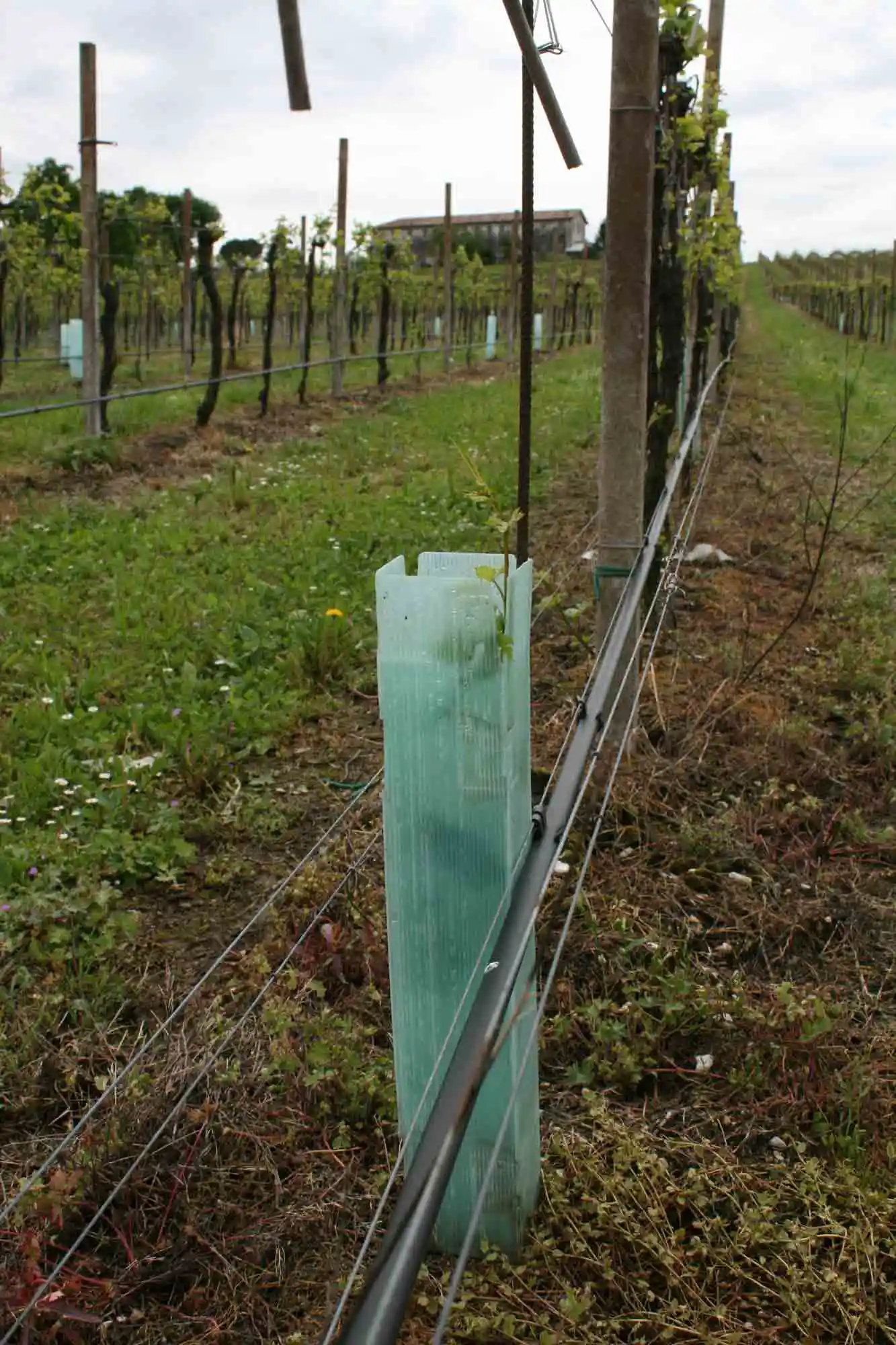 Gestionevegetazione tuboprotezionepiante 01 - Comavit